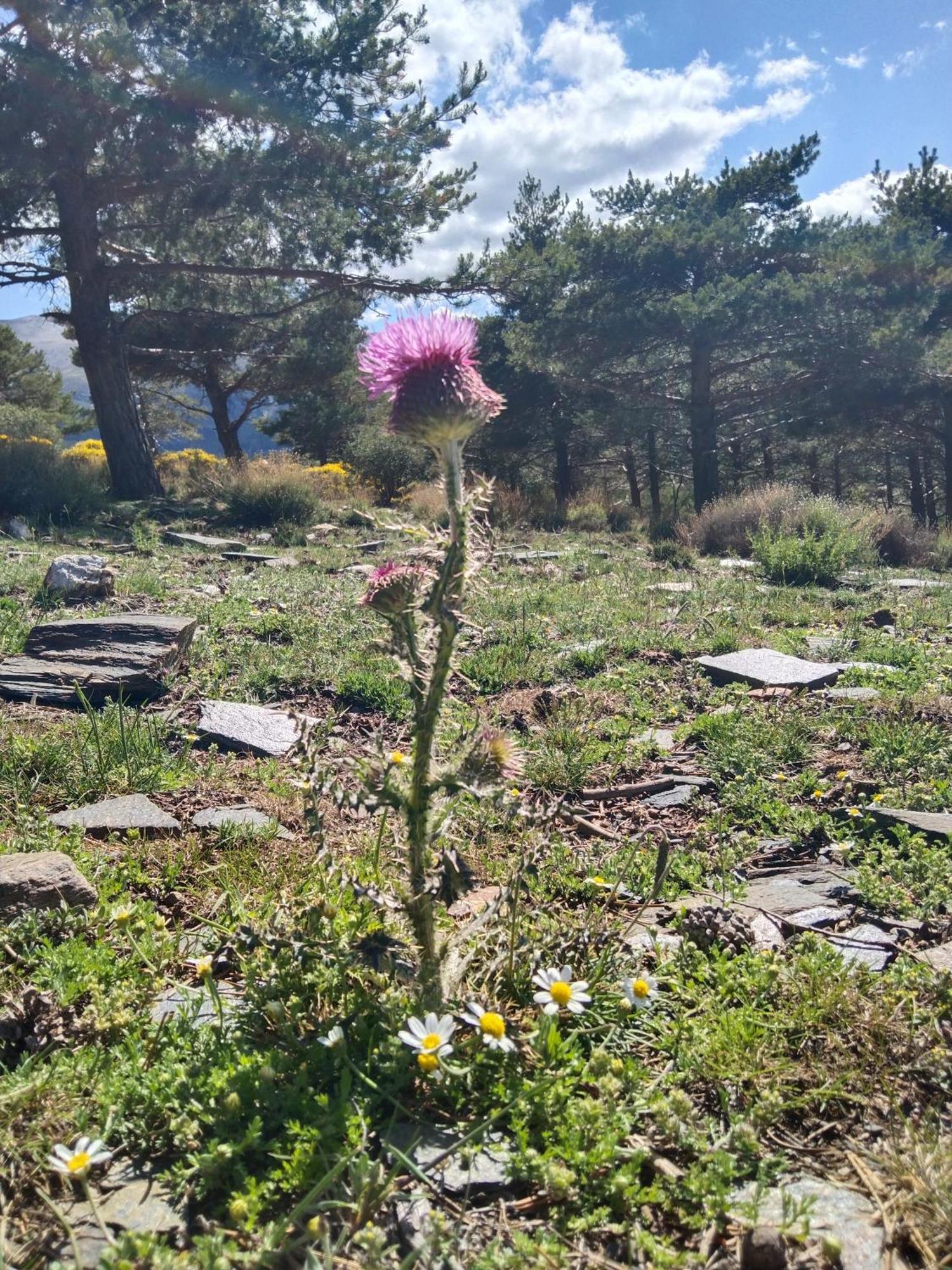 La Posada Del Altozano Lanteira Eksteriør bilde